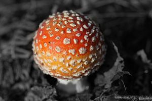 Small white spotted red mushroom sur Jan van Kemenade