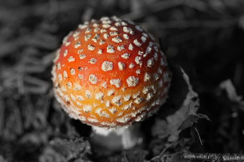 Small white spotted red mushroom