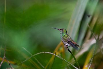 Kolibri by Merijn Loch