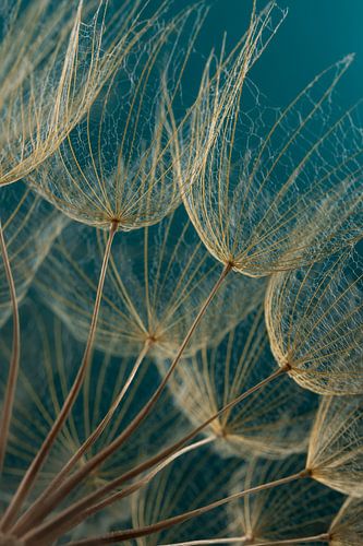 Eyecatcher vanuit het hart: Goudbruine pluisjes in het warme licht