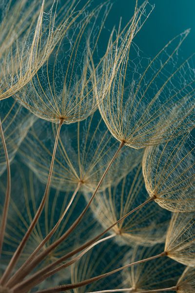 Eyecatcher from the heart: golden brown fluff in the warm light by Marjolijn van den Berg