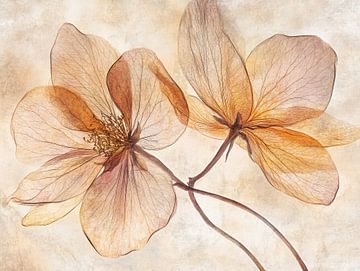 Droogbloemen van I ❤ Bloemen