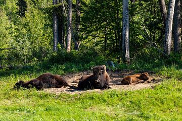 Wilde bizons op de Alaska Highway in Canada van Roland Brack