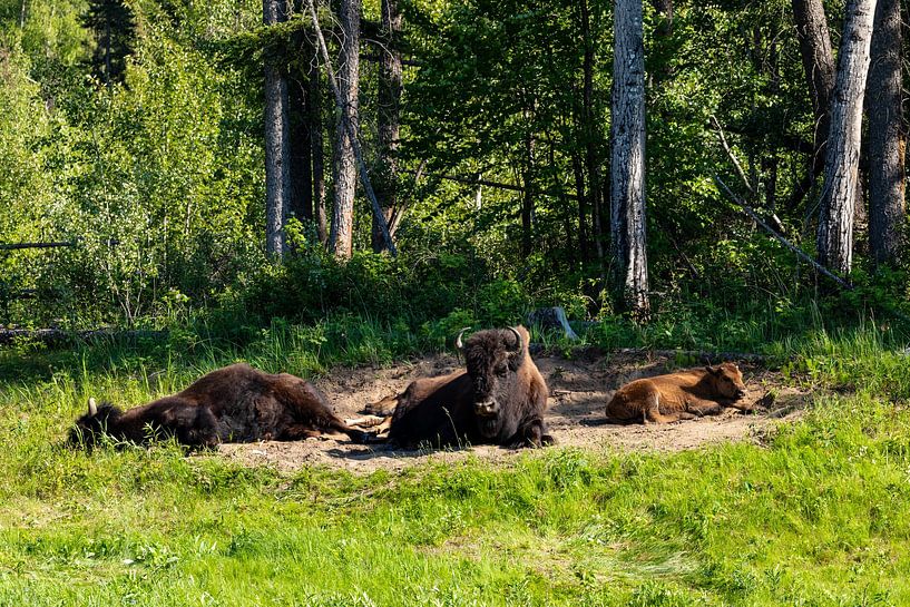 Wild bison on the Alaska Highway in Canada by Roland Brack
