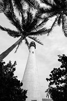 LIGHTHOUSE PALM TREES