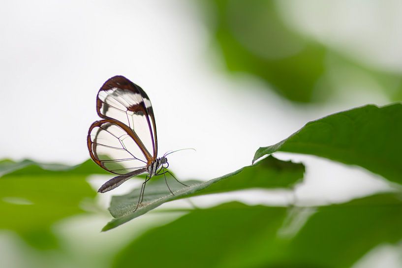 Glasswing butterfly - Glasswing butterfly by Albert Beukhof