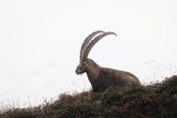 Steenbok in de Zwitserse Alpen | wildlife | reisfotografie
