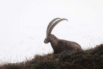 Steinbock in den Schweizer Alpen | Wildlife | Reisefotografie