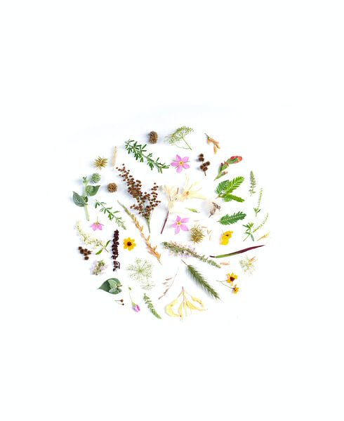 Cercle de fleurs par Jan Diepeveen