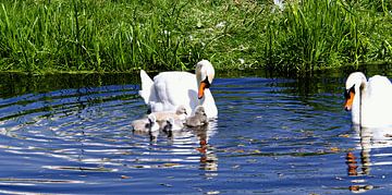 swan parents with 4 boys by joyce kool