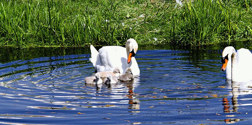 swan parents with 4 boys by joyce kool