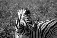 Nahaufnahme eines Zebras in Südafrika von Reis Genie Miniaturansicht