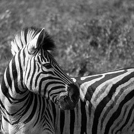 Close-up van een zebra in Zuid-Afrika van Reis Genie