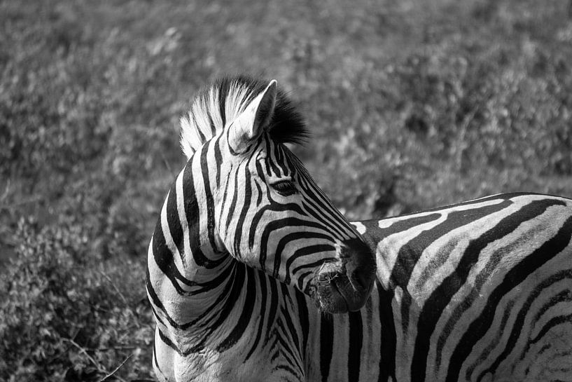 Nahaufnahme eines Zebras in Südafrika von Reis Genie