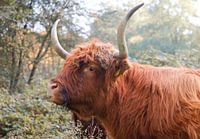 Primal ox with horns in the forest.
