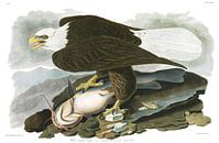 Amerikaanse Zeearend van Birds of America thumbnail