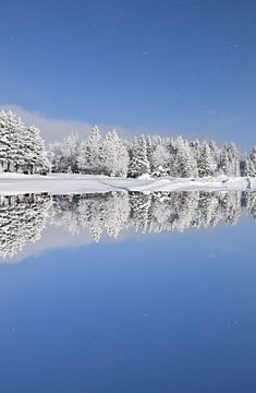 Eerste sneeuw op een naaldhoutbos van Claude Laprise