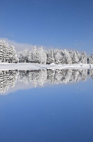 Eerste sneeuw op een naaldhoutbos