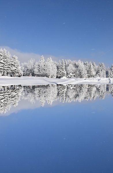 Première neige sur une forêt de résineux par Claude Laprise