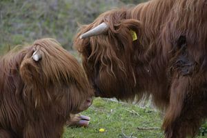 Schottische Highlanders Paar