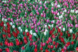 Tulpenpracht von Stefania van Lieshout