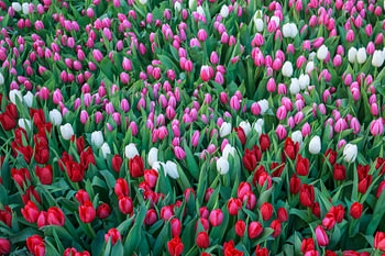 La splendeur des tulipes