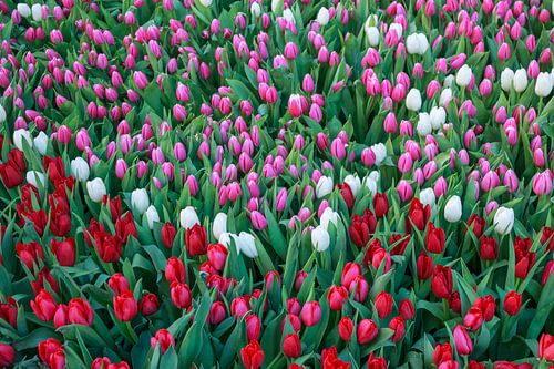 Tulpenpracht
