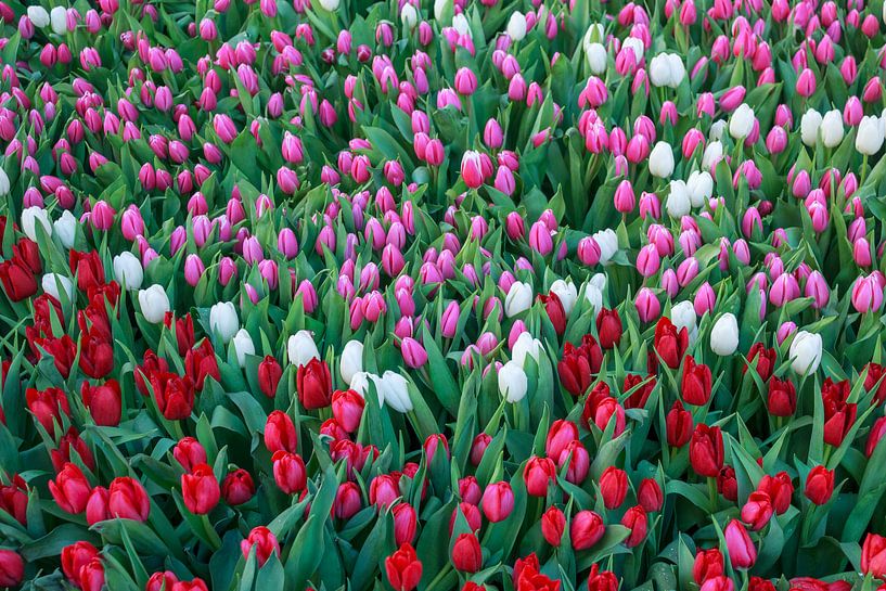 Tulip splendour by Stefania van Lieshout