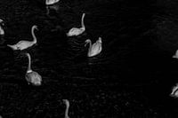 Swan Lake
