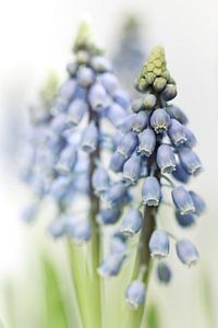 Grape Hyacinth VI (bloem, blauwe druifjes) van Bob Daalder