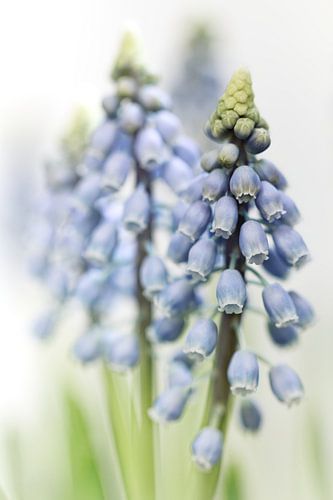 Grape Hyacinth VI (bloem, blauwe druifjes)