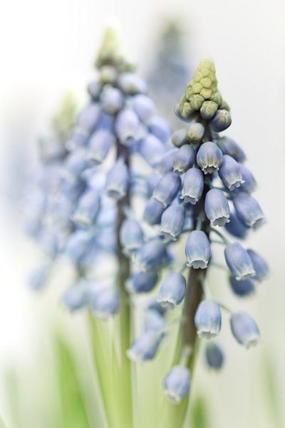 Grape Hyacinth VI (bloem, blauwe druifjes) von Bob Daalder