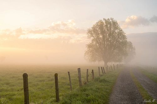 Ochtend aan de langemeersen