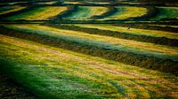 Gemaaid gras op het platteland van Vathorst van Hans de Waay thumbnail