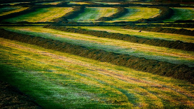 Gemähtes Gras in der Landschaft von Vathorst von Hans de Waay