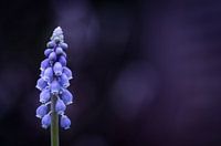 Purple dream