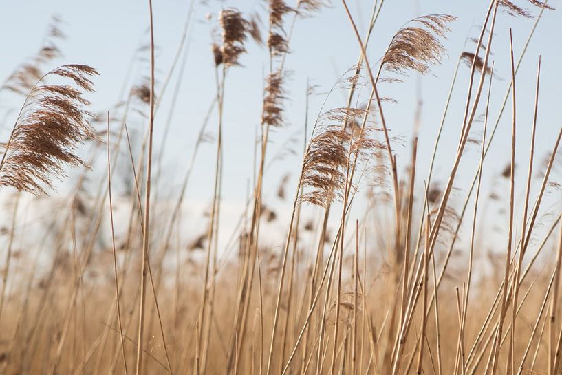 Reed 2 by Michelle Hovius