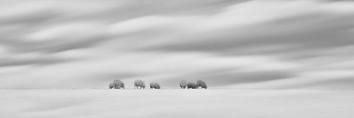Schapen in een Hollands winterlandschap van eric van der eijk