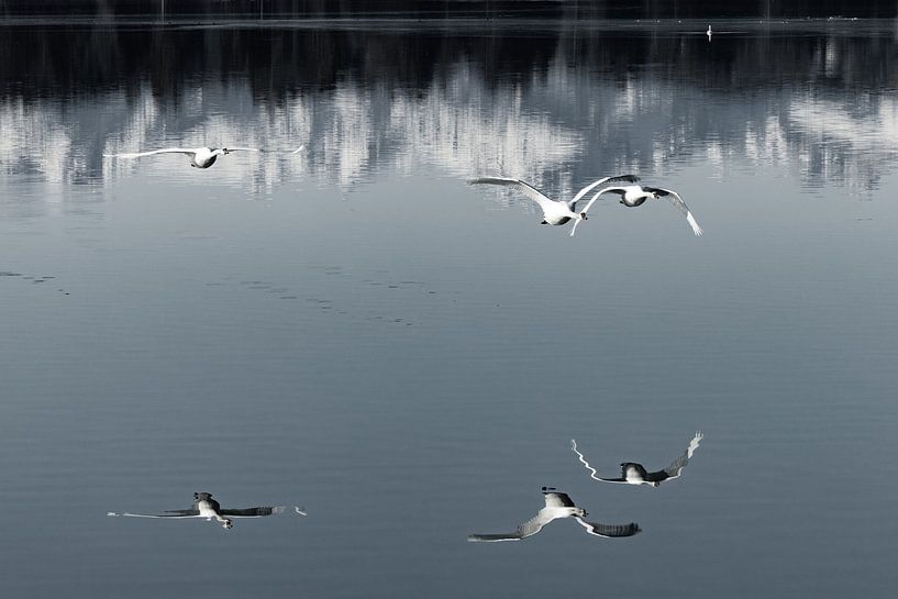Swans near Lechbruck by Andreas Müller