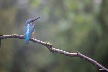 kingfisher in the rain by Karin van Rooijen Fotografie