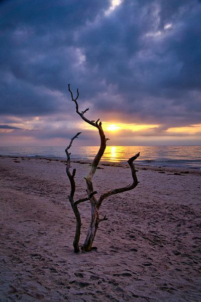 Liefdesboom op het strand bij zonsondergang van Martin Köbsch