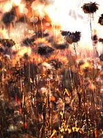 The Fields XXVI
