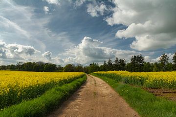 Gelbe Blumenfelder lassen den Frühling in voller Pracht erstrahlen von Maaike Lueb