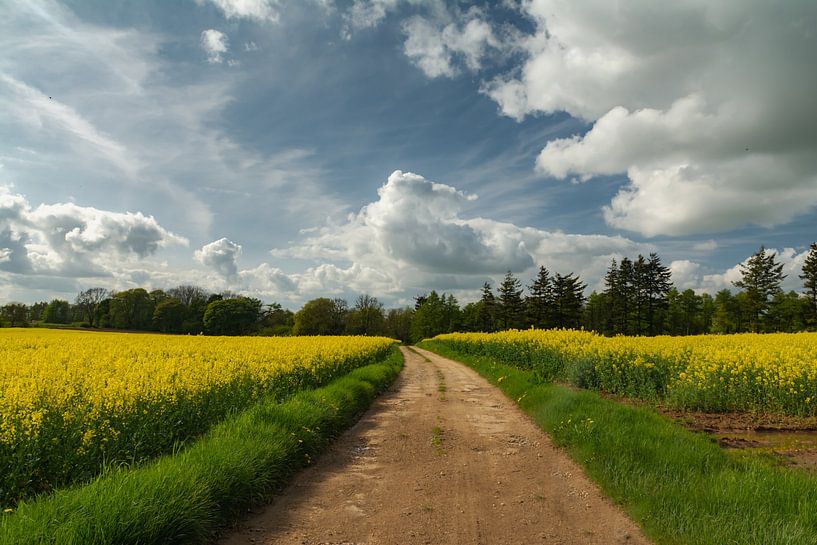 Yellow flower field puts spring in full glory by Maaike Lueb