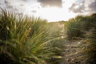 Düne mit Strandhafer und untergehender Sonne. Naturfotografie von Frank van Hulst Miniaturansicht