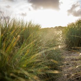 Düne mit Strandhafer und untergehender Sonne. Naturfotografie von Frank van Hulst