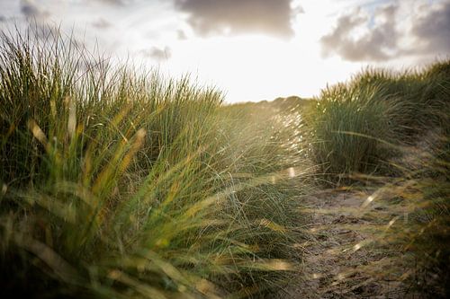 Duin met helmgras en ondergaande zon. Natuur fotografie
