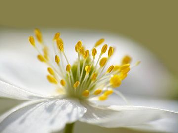 Anemonia (Bosanemone) by Caroline Lichthart