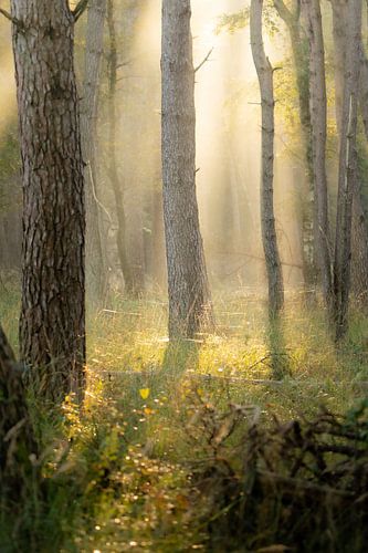 Herbstwald von JMV nature photography