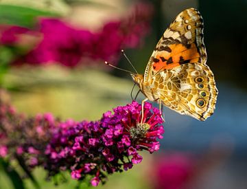 Distelvlinder op een zomer sering in de tuin van Animaflora PicsStock
